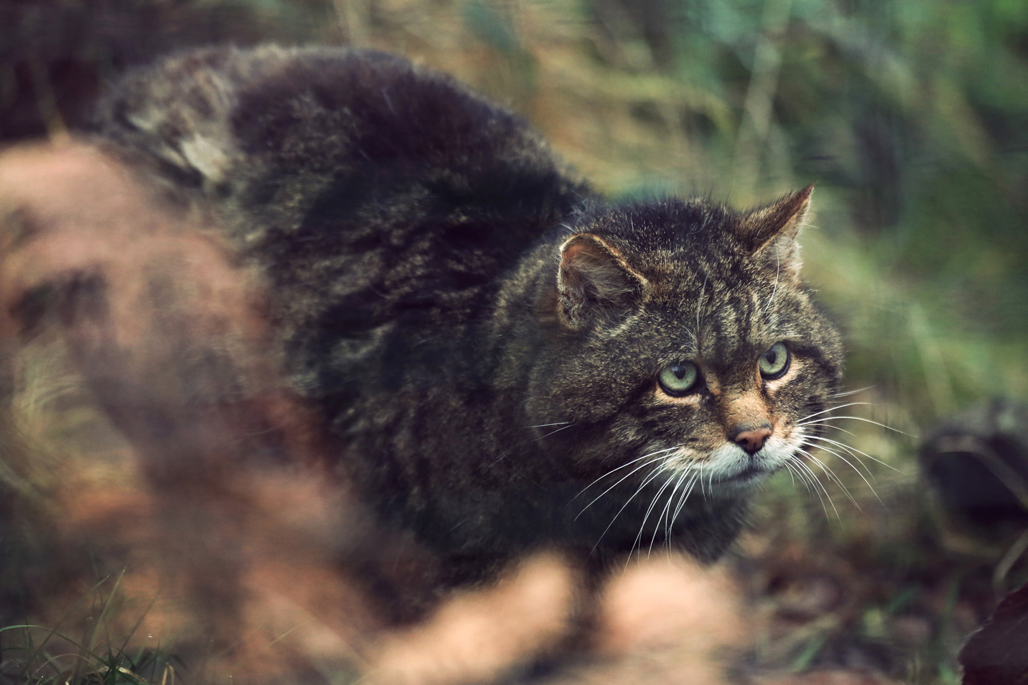 Scottish-Wildcat